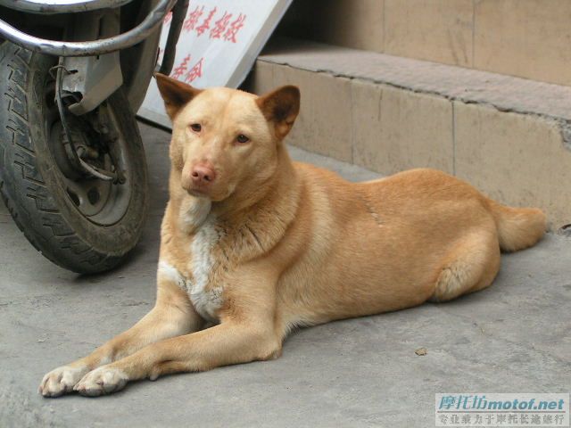 你说这东西是不是好狗