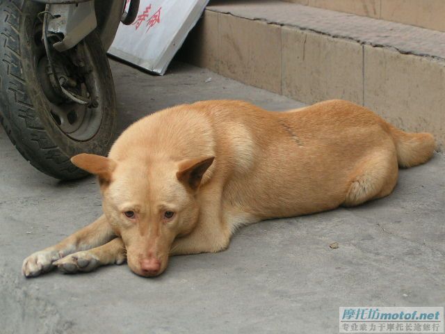 你说这东西是不是好狗