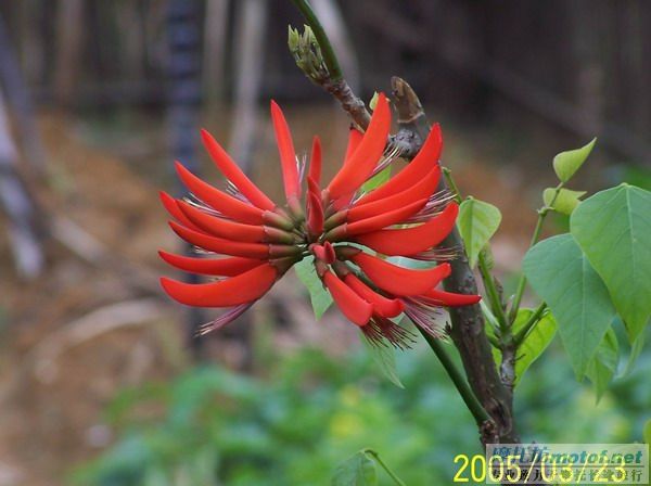 清远北江－－沙口油菜花－－英红茶园两天摩托摄影游计划