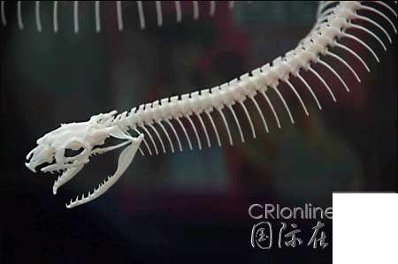 蛇骨