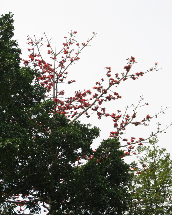 春天花会开（拍拍英雄花）-->石头鱼转移