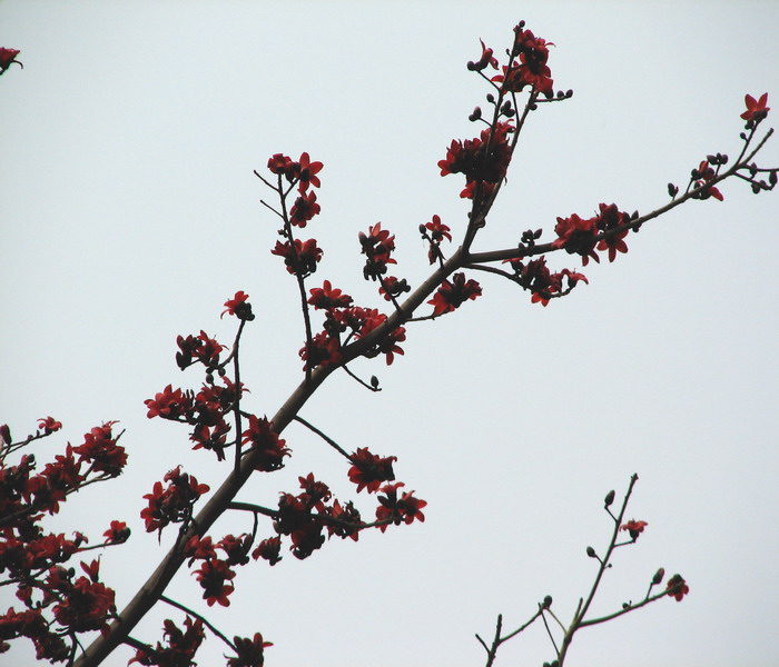 春天花会开（拍拍英雄花）-->石头鱼转移