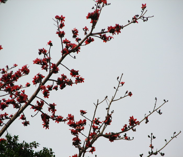 春天花会开（拍拍英雄花）-->石头鱼转移