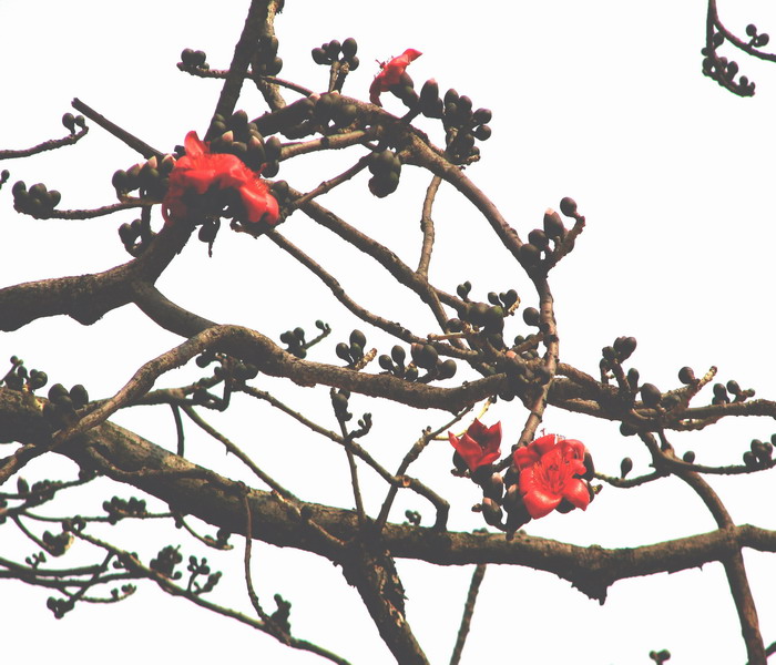 春天花会开（拍拍英雄花）-->石头鱼转移