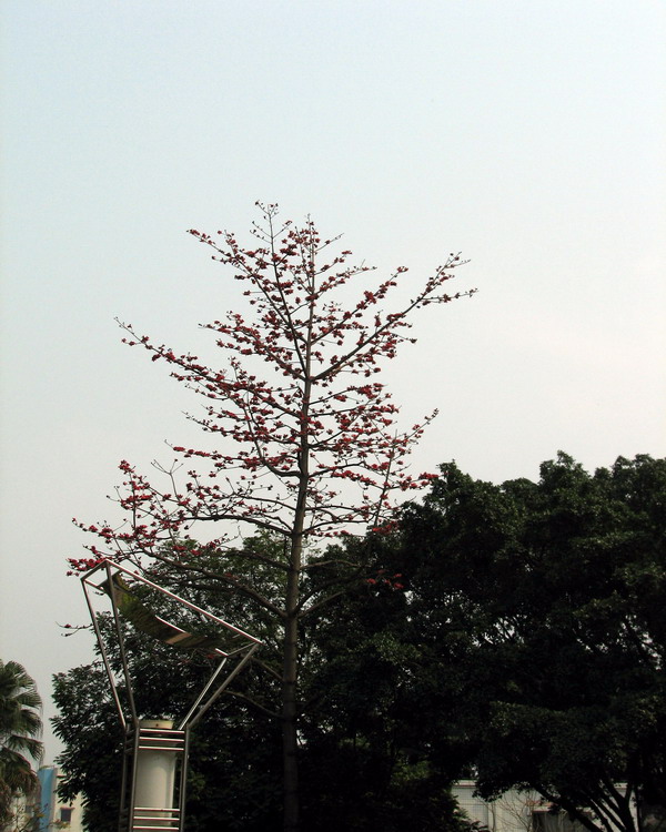 春天花会开（拍拍英雄花）-->石头鱼转移