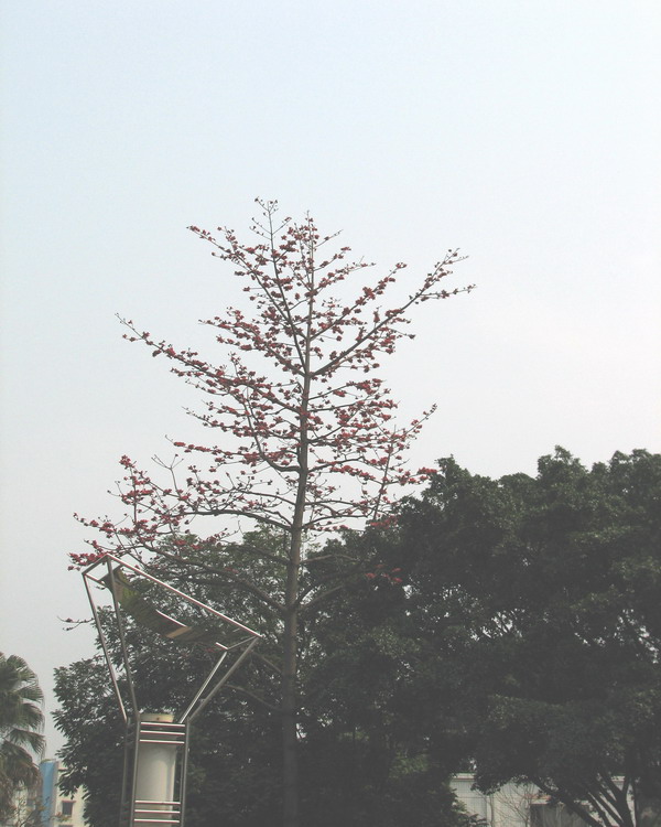 春天花会开（拍拍英雄花）-->石头鱼转移