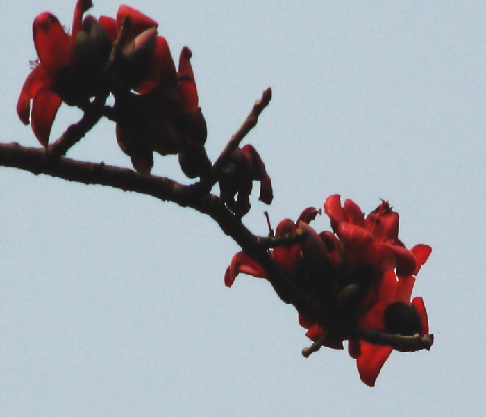 春天花会开（拍拍英雄花）-->石头鱼转移