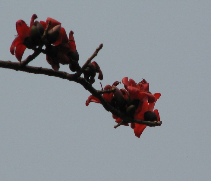 春天花会开（拍拍英雄花）-->石头鱼转移