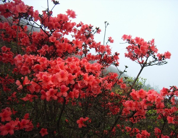 [讨论]从化赏花之旅