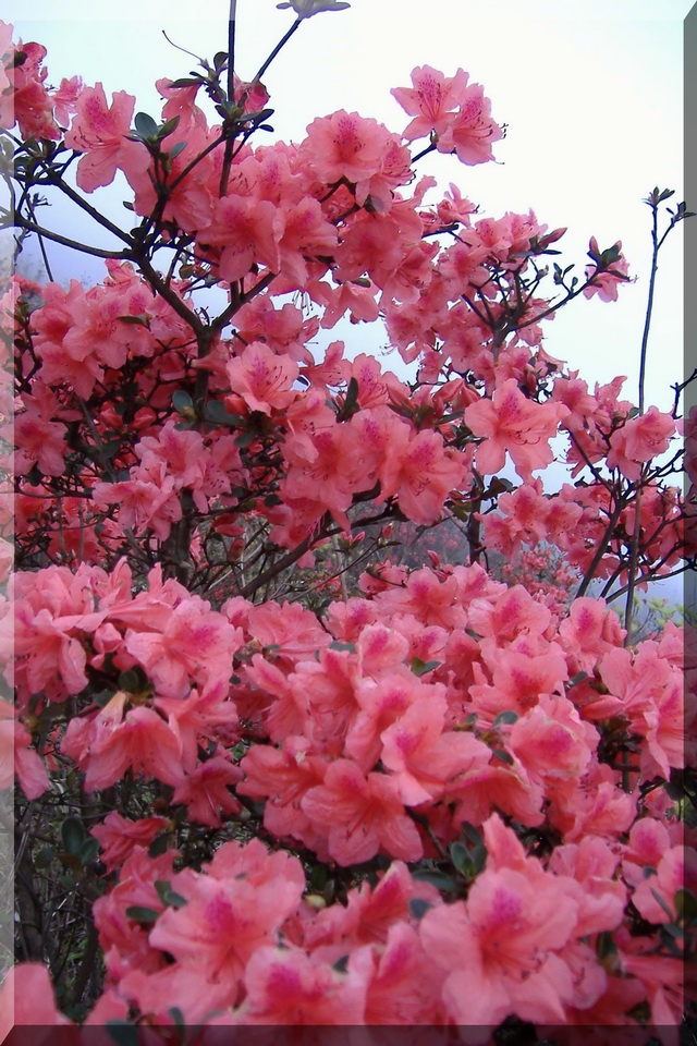[讨论]从化赏花之旅