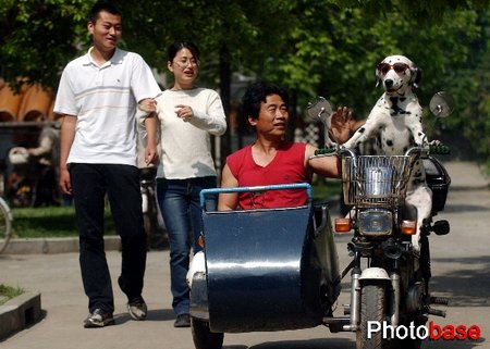 小狗开摩托车