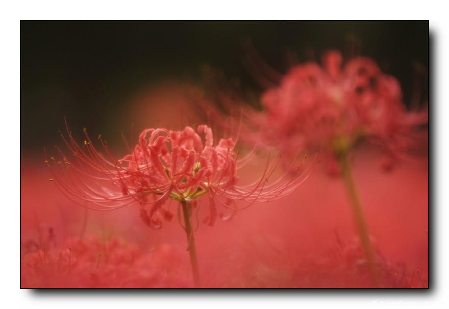[分享]来自冥界的花朵