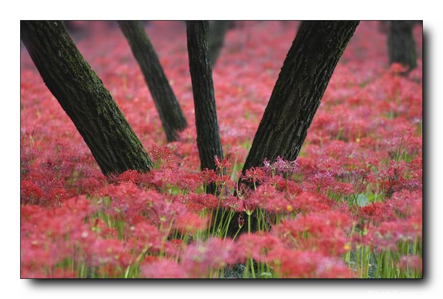 [分享]来自冥界的花朵