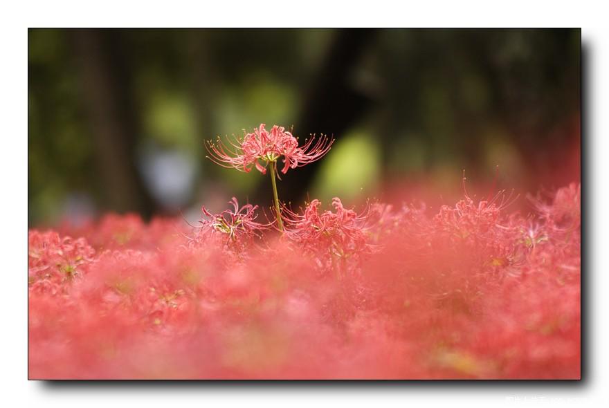 [分享]来自冥界的花朵