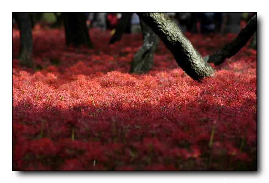 [分享]来自冥界的花朵