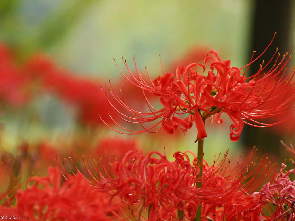 [分享]来自冥界的花朵