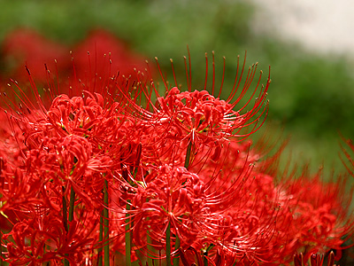 [分享]来自冥界的花朵