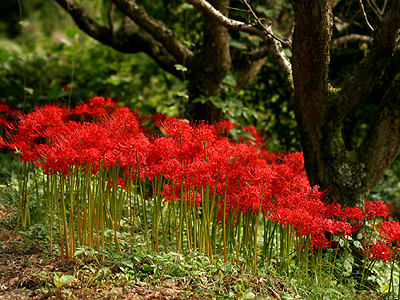 [分享]来自冥界的花朵