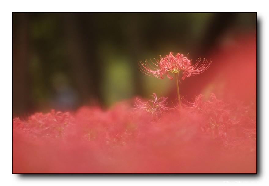 [分享]来自冥界的花朵