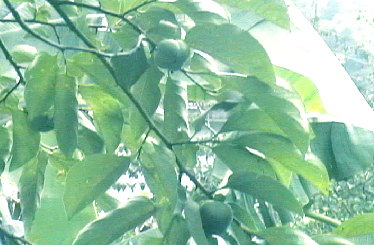 三桠塘拾翠戏水