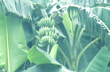 三桠塘拾翠戏水