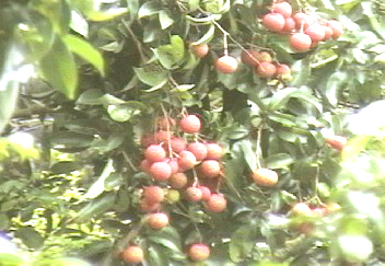 三桠塘拾翠戏水