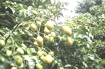 三桠塘拾翠戏水