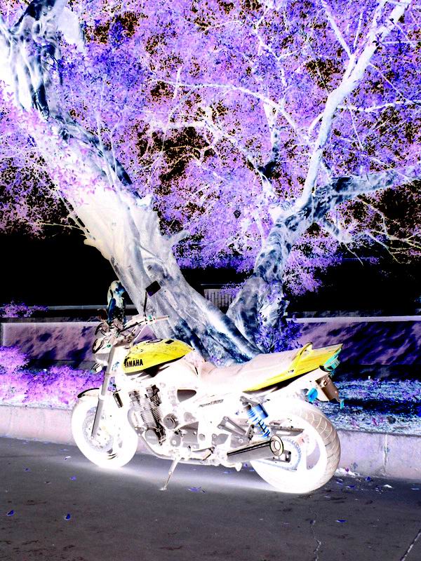 江门"XJR党的最高统帅!