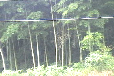 三桠塘拾翠戏水