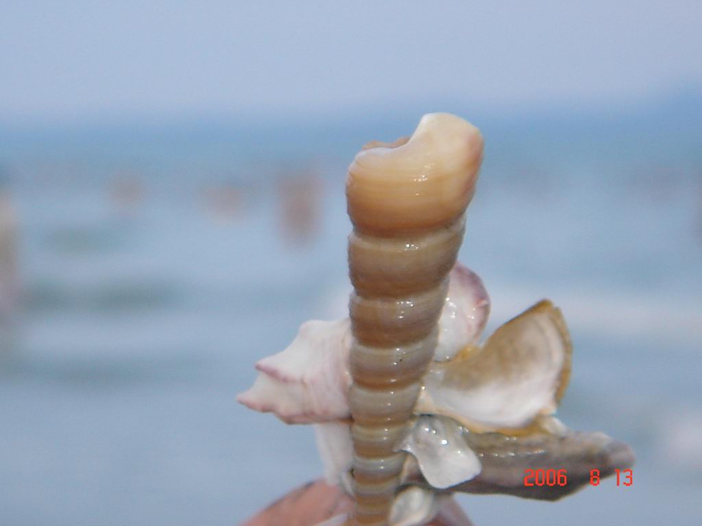 东莞自由人广西沿边游