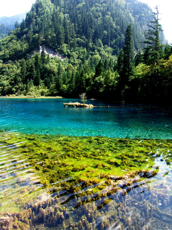 [原创] 到此一游 之 四川九寨黄龙乐山峨嵋〔更新黄龙部分〕