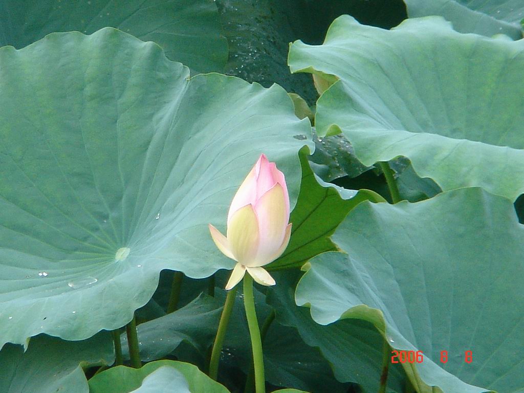 东莞自由人广西沿边游