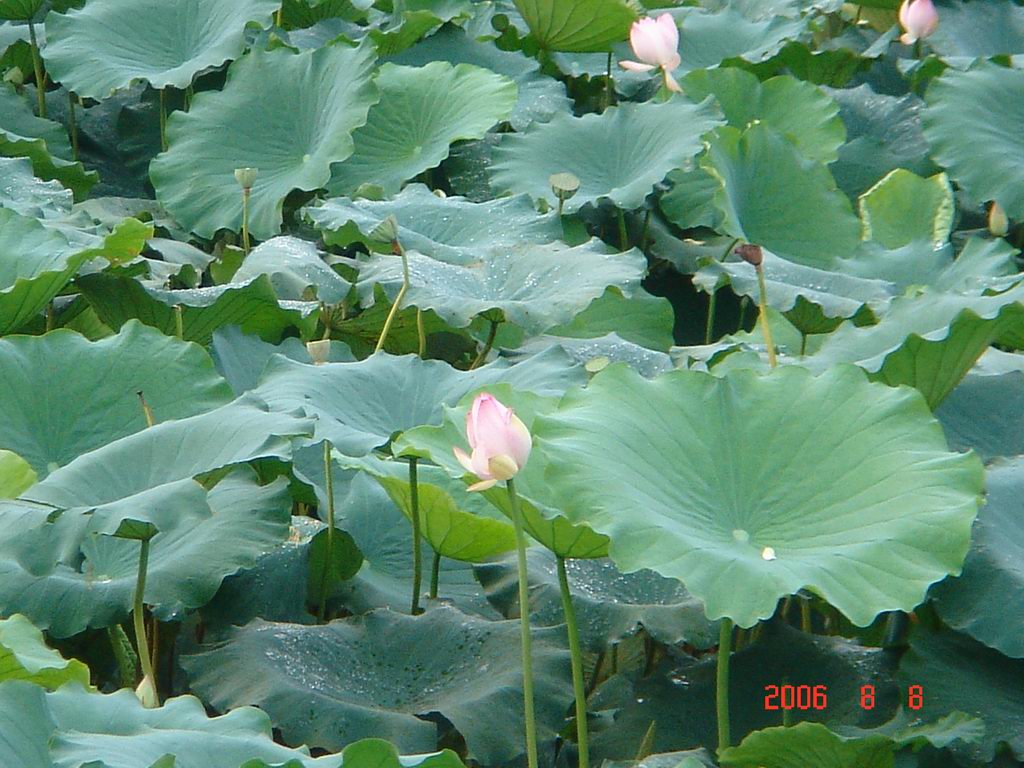 东莞自由人广西沿边游