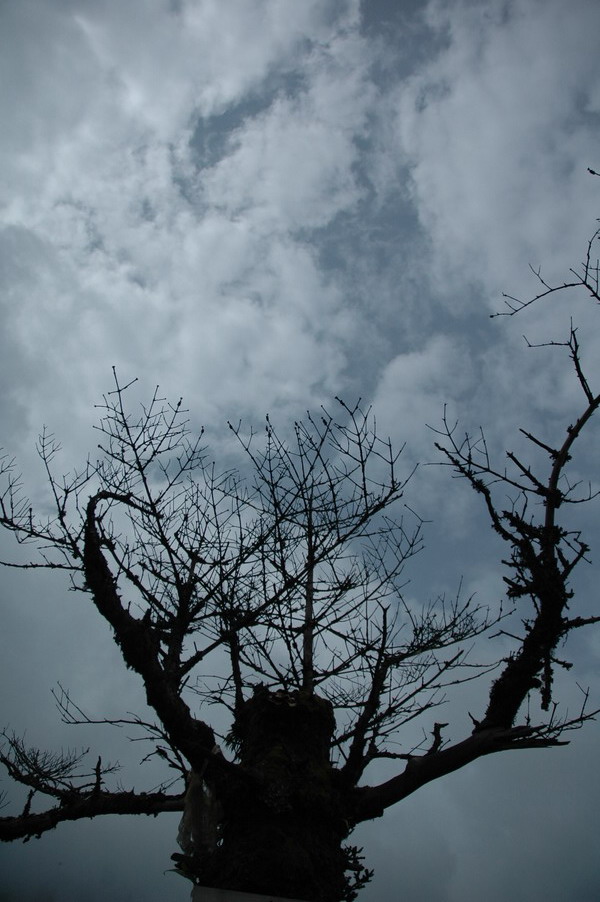 梦 萦 西 藏(2006.8--9广州-西藏-新疆行)
