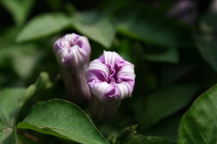 新购入400D+50MM F1.8,试片~