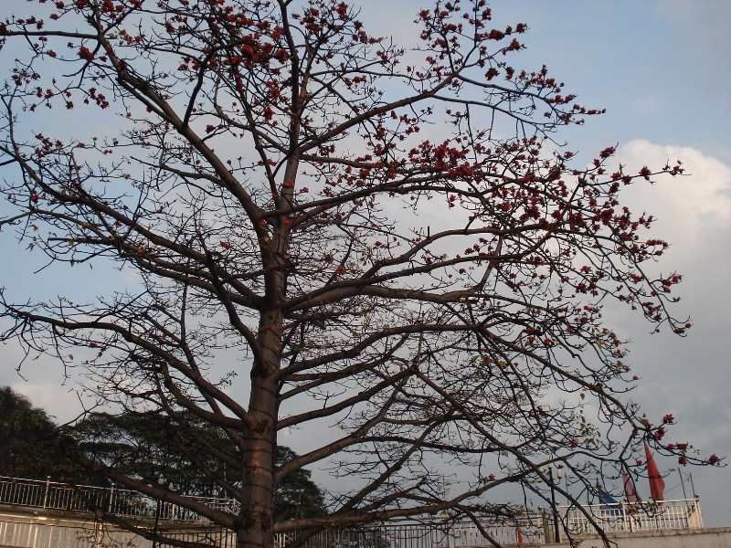 又是红棉花开时