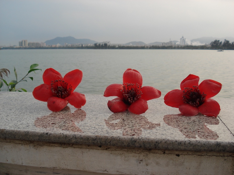 又是红棉花开时