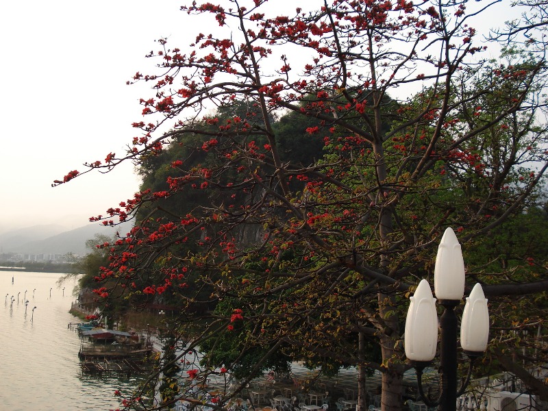 又是红棉花开时
