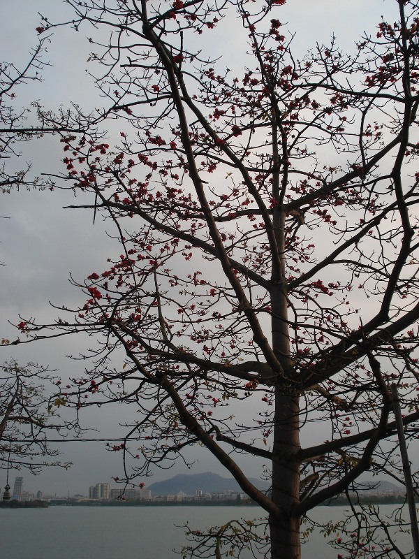 又是红棉花开时
