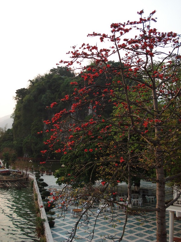 又是红棉花开时