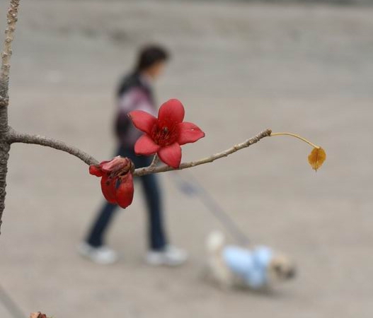 [讨论]测试Canon 70-200 F4L USM鏡头