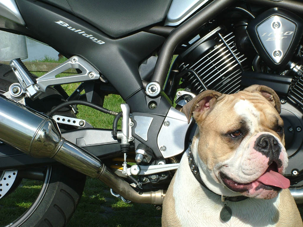 BT1100加BULLDOG