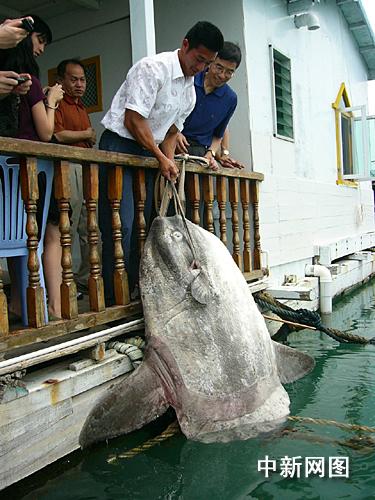今晚海鮮FB吃這個魚！誰要來！