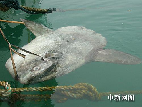 今晚海鮮FB吃這個魚！誰要來！
