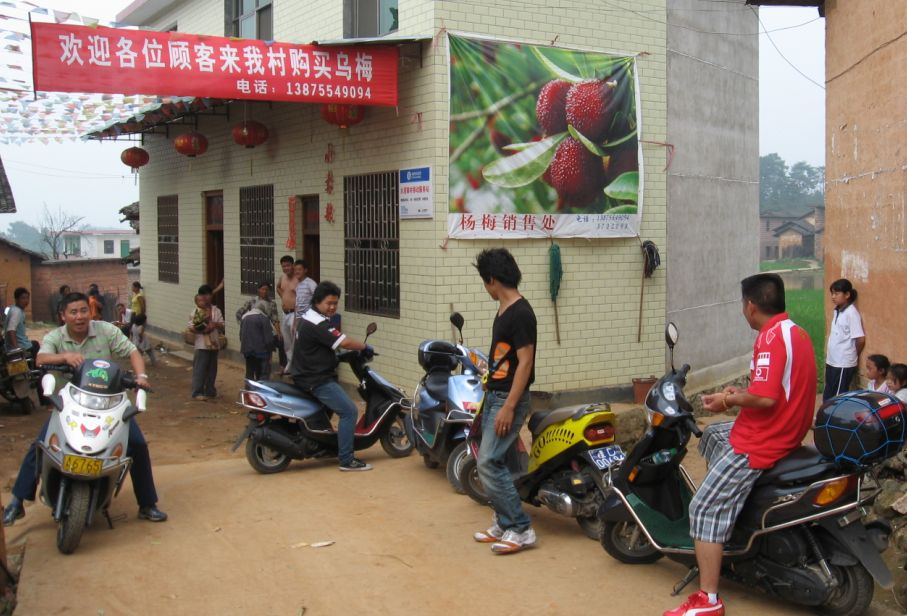 [原创]又到杨梅成熟时....绵羊军团集体出动咯~