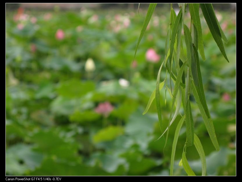 [原创]误入藕花深处