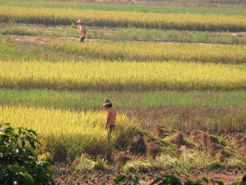 [原创]在美妙的七月早晨