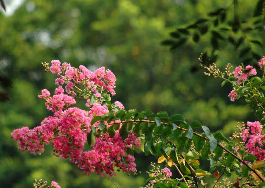 何需有花