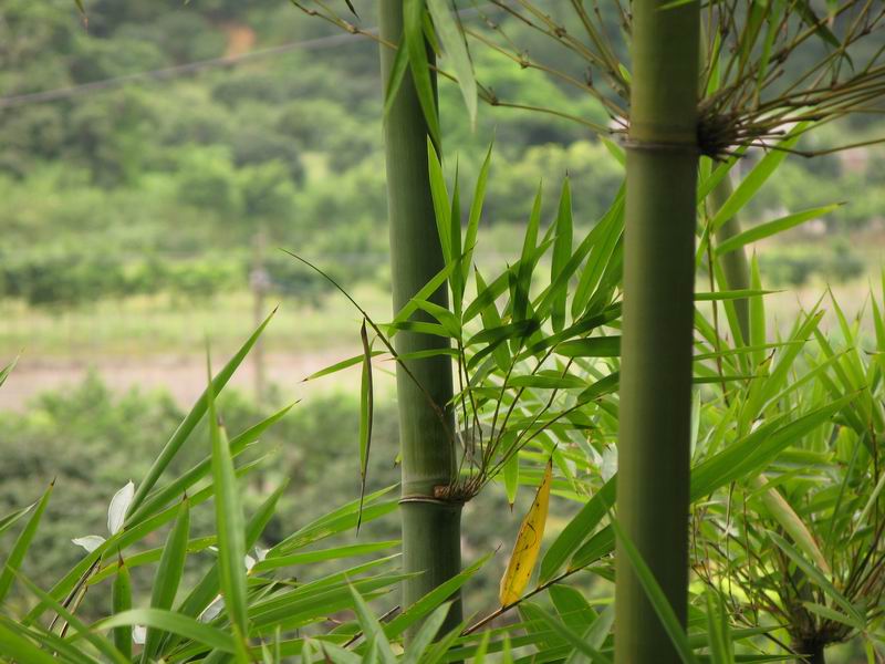 [原创]最爽快的一次夏天闲游