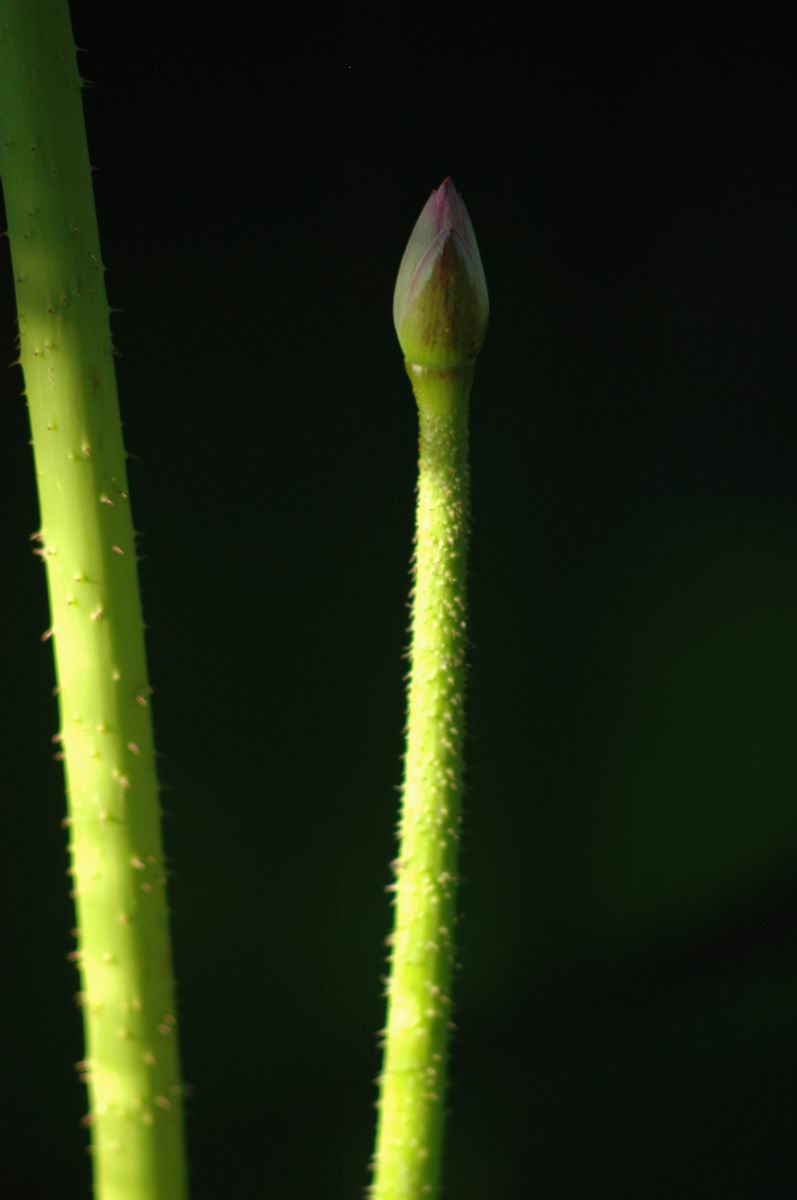 何需有花